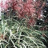 photo: You can buy 10 RED MAIDEN GRASS Miscanthus Sinensis Plumes Ornamental Flower SeedsComb S/H online, best price $3.00 new 2024-2023 bestseller, review