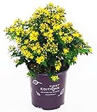 photo: You can buy First Editions - Hypericum inodorum Red Star (St. Johns Wort) Shrub, red fruit, #2 - Size Container online, best price $32.99 new 2024-2023 bestseller, review