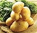 photo Simply Seed - 5 LB - German Butterball Potato Seed - Non GMO - Naturally Grown - Order Now for Spring Planting 2024-2023