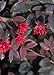 photo Red Diamond Loropetalum (2 Gallon) Flowering Evergreen Shrub with Purple Foliage - Full Sun to Part Shade Live Outdoor Plant - Southern Living Plants 2024-2023