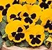 photo lot de 50 graines de pensée des jardins à grandes fleurs suisse jaune fleur comestible envoi rapide sous 48h 2024-2023