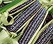photo David's Garden Seeds Corn Dent Blue Hopi 3448 (Blue) 50 Non-GMO, Heirloom Seeds 2024-2023