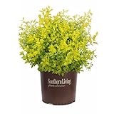 photo: You can buy Southern Living Sunshine Ligustrum 2 Gallon online, best price $29.98 new 2024-2023 bestseller, review