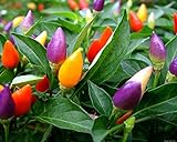 photo: You can buy NIKA SEEDS - Vegetable Ornamental Pepper Mix Indoor Decorative Rainbow Plant - 30 Seeds online, best price $7.95 new 2024-2023 bestseller, review