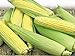 photo Corn, Golden Bantam Yellow Corn, Heirloom, Non-GMO,20 Seeds, Delicious and Sweet Veggie 2024-2023