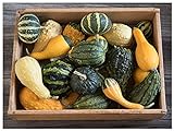 photo: You can buy David's Garden Seeds Gourd Ornamental Blend 7911 (Multi) 25 Non-GMO, Open Pollinated Seeds online, best price $3.95 new 2024-2023 bestseller, review