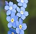 photo Big Pack - (50,000) French Forget Me Not, Myosotis sylvatica Flower Seeds - Perennial Zone 3-9 - Flower Seeds By MySeeds.Co (Big Pack - Forget Me Not) 2024-2023