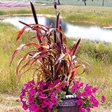 photo: You can buy Ornamental Millet Jester Seeds - UNTREATED - F1 - (Hybrid Seeds Bred for Beauty and-or Heartiness) Seeds - UNTREATED - 100 Seeds online, best price $21.99 ($0.22 / Count) new 2024-2023 bestseller, review