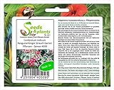 foto: jetzt Stk - 3x Combretum indicum Rangunschlinger Strauch Garten Pflanzen - Samen #399 - Seeds Plants Shop Samenbank Pfullingen Patrik Ipsa Online, bester Preis 6,82 € (2,27 € / Stück) neu 2024-2023 Bestseller, Rezension