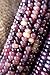 photo Amethyst Dream Purple Glass Gem Cherokee Indian Corn Heirloom Premium Seed Packet + More 2024-2023