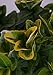photo Golden Euonymus (2.4 Gallon) Green and Yellow Variegated Evergreen Shrub - Full Sun to Part Shade Live Outdoor Plant 2024-2023