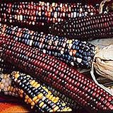 photo: You can buy Indian Ornamental Corn (Small Kernels) Seeds (20+ Seeds) | Non GMO | Vegetable Fruit Herb Flower Seeds for Planting | Home Garden Greenhouse Pack online, best price $3.69 ($0.18 / Count) new 2024-2023 bestseller, review