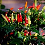 photo: You can buy David's Garden Seeds Pepper Ornamental Tabasco 4166 (Red) 50 Non-GMO, Open Pollinated Seeds online, best price $3.95 new 2024-2023 bestseller, review