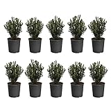 photo: You can buy Brighter Blooms Green Velvet Boxwood Shrub - 10 Plants in 1 Gallon Pots online, best price $199.99 new 2024-2023 bestseller, review