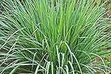 photo: You can buy Lemongrass Seeds - 100 Seeds - Easy to Grow Herb - Ships from Iowa, Made in USA - Grow Lemon Grass online, best price $7.48 ($0.07 / Count) new 2024-2023 bestseller, review