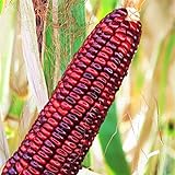 photo: You can buy TomorrowSeeds - Bloody Butcher Red Corn Seeds - 30+ Count Packet - Jimmy Red Moonshine Sweet Dent Indian Ornamental Maize Glass Gem online, best price $3.80 ($0.13 / Count) new 2024-2023 bestseller, review