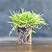 photo Zoysia Plugs - 50 Full & Lush Grass Plugs | Mature Roots | Individually Grown 2024-2023