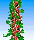 foto: jetzt BALDUR Garten Rote Säulen-Stachelbeeren, 1 Pflanze, Ribes uva-crispa Säulenobst Online, bester Preis 16,95 € neu 2024-2023 Bestseller, Rezension