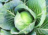 photo: You can buy 25+ Count Late Flat Dutch Cabbage Seed, Heirloom, Non GMO Seed Tasty Healthy Veggie online, best price $1.99 ($0.08 / Count) new 2024-2023 bestseller, review