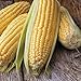 photo Honey Select Yellow Sweet Corn Seeds, 50+ Heirloom Seeds Per Packet, (Isla's Garden Seeds), Non GMO Seeds, 90% Germination Rates, Botanical Name: Zea Mays 2024-2023