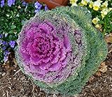photo: You can buy NIKA SEEDS - Vegetable Flowering Kale Mix (Ornamental Cabbage) Fringed - 50-100 Seeds online, best price $8.95 new 2024-2023 bestseller, review
