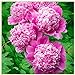 foto Strauch-pfingstrosen/Wohlhabende Blumenzwiebeln, attraktive, haltbare Pflanzen, Wohnzimmerdekorationen, Blumen sind selten-2Rhizome 2024-2023