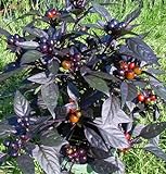 photo: You can buy Black Pearl Hot Pepper Plant - Ornamental/Edible - Hottest Pearl Pepper-2.5