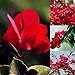 foto 20 Piezas Semillas De Flores De Buganvilla Roja Decoración De Jardín De Plantas Ornamentales Semillas de buganvilla roja 2024-2023