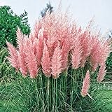 photo: You can buy 300 Ornamental PINK PAMPAS GRASS SEEDS FLOWERING PERENNIAL HUGE BLOOMS online, best price $15.99 new 2024-2023 bestseller, review
