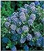 foto BALDUR Garten Immergrüne Säckelblume Blauer Ceanothus 'Blue Mound', 1 Pflanze Kalifornischer Flieder winterhart 2024-2023