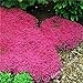 photo Graines de fleurs rampantes Graines de thym ou de graines bleu arabette - décoration de jardin vivace Couvre-sol fleur 40pcs AA 2024-2023