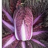 photo: You can buy David's Garden Seeds Cabbage Merlot 9797 (Red) 50 Non-GMO, Hybrid Seeds online, best price $4.45 new 2024-2023 bestseller, review