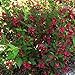 photo Two- #1 Gallon Potted Red Prince Weigela Shrubs Plants 2024-2023