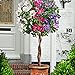 foto Hibiscus syriacus | 3er Hibiskus Pflanze | Blüte lila, rosa, weiß | Sträucher Winterhart Blühend | Höhe 60 cm | Topf-Ø 9 cm 2024-2023