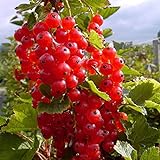 foto: jetzt Müllers Grüner Garten Shop Rosetta, großfrüchtige rote Johannisbeere, aromatischer Geschmack, Busch im 3 Liter Topf Online, bester Preis 10,95 € neu 2024-2023 Bestseller, Rezension