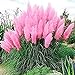 photo Giant Pink Pampas Grass Seeds - 500 Seeds - Ships from Iowa, Made in USA - Ornamental Landscape Grass or Privacy Plant 2024-2023