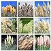 foto 200 piezas de semillas de hierba de pampas mixtas para plantar jardines semillas de hierba ornamentales flores plumosas que atraen mariposas y abejas 2024-2023
