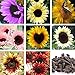 foto 50 semillas de girasol de color mezclado, flores fragantes de crecimiento rápido ornamentales, plantas ornamentales de jardín para el hogar, mini semillas de bonsai para el jardín Semillas de gira 2024-2023