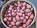 photo Potato Seed - MOZART - Excellent Table Quality Potato - ORGANIC - 6 Tubers 2024-2023