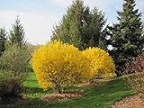 photo: You can buy Lynwood Gold Forsythia Bush - Yellow Flowering Shrub - Live Plants Shipped 2 Feet Tall by DAS Farms (No California) online, best price $44.95 new 2024-2023 bestseller, review
