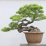 foto: comprar . Japoneses Negro 20 semillas de pino * Pinus thunbergii * Bonsai * * ornamental. Bonsai árbol de hoja perenne de semillas bonsai on-line, mejor precio 2,79 € nuevo 2024-2023 éxito de ventas, revisión