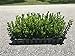 photo Wintergem Korean Boxwood - 20 Live Plants - Fast Growing Cold Hardy Evergreen Shrub 2024-2023