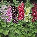 foto Hermosas flores ornamentales,Semillas de malvarrosa,Semillas de flores al aire libre,Mezcla de semillas de flores para jardinería-200 Pcs 2024-2023