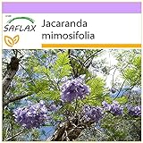 foto: comprar SAFLAX - Palisandro - 50 semillas - Jacaranda mimosifolia on-line, mejor precio 3,95 € nuevo 2024-2023 éxito de ventas, revisión