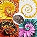 foto Semillas de flores1 bolsa espiral crisantemo semilla rara novela ornamental milagro semilla de flor para el jardín - color mezclado milagro margarita semillas 2024-2023