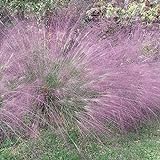 photo: You can buy Outsidepride Love Grass Purple - 1000 Seeds online, best price $9.99 new 2024-2023 bestseller, review