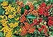 foto Feuerdorn Mischung Rot, Gelb und Orange  3 immergrüne Pflanzen als Sichtschutz-Hecke - Heckenpflanze/Kletterpflanze von Garten Schlüter 2024-2023