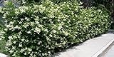 photo: You can buy Ligustrum Japonicum 'Recurvifolium' - Curled Leaf Privet - 20 Live Plants - Evergreen Privacy Hedge online, best price $79.98 new 2024-2023 bestseller, review