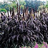 photo: You can buy Park Seed Purple Majesty Hybrid Ornamental Millet Seeds online, best price $9.95 new 2024-2023 bestseller, review