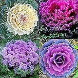 photo: You can buy KETERE Colorful Japanese Ornamental Cabbage Osaka Mix Seeds for Planting Around 100 Pcs Seeds online, best price $12.65 ($0.13 / Count) new 2024-2023 bestseller, review